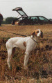 Pedigree FAONA DES BUVEURS D'AIR Pedigree FAONA DES BUVEURS D'AIR
